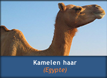 Kamelen - Diervriendelijke wol - Dekbed Winkel