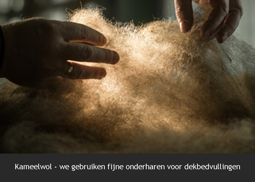 Kairo medium - Kameelharen winterdekbed - Afbeelding 7